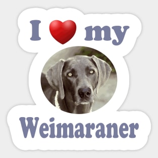 I Love My Weimaraner Sticker